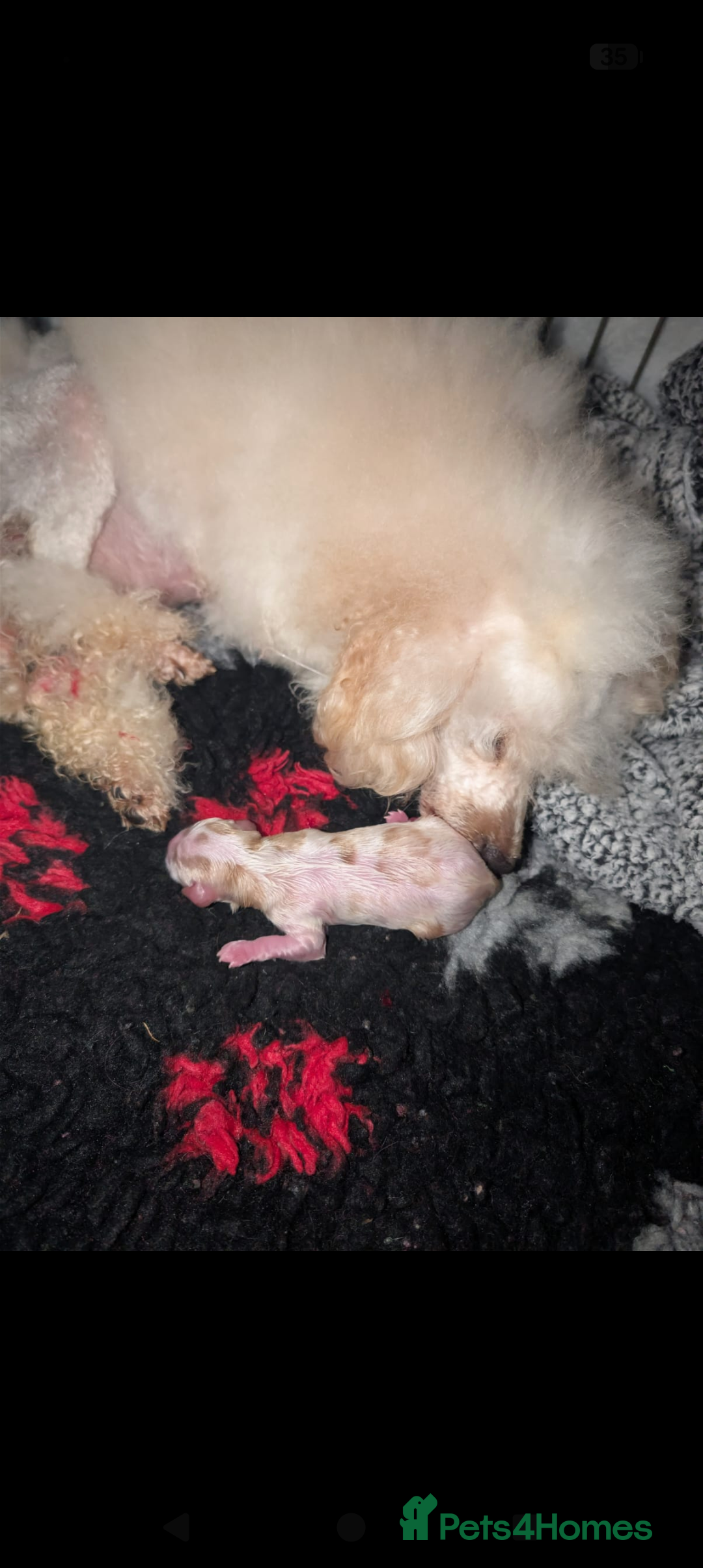 Cavapoo dogs for sale: Cavapoo F1  - Advert 11