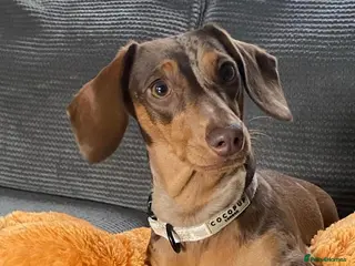 Miniature Dachshund dogs Beautiful Home raised Miniature Dachshunds - Advert 4