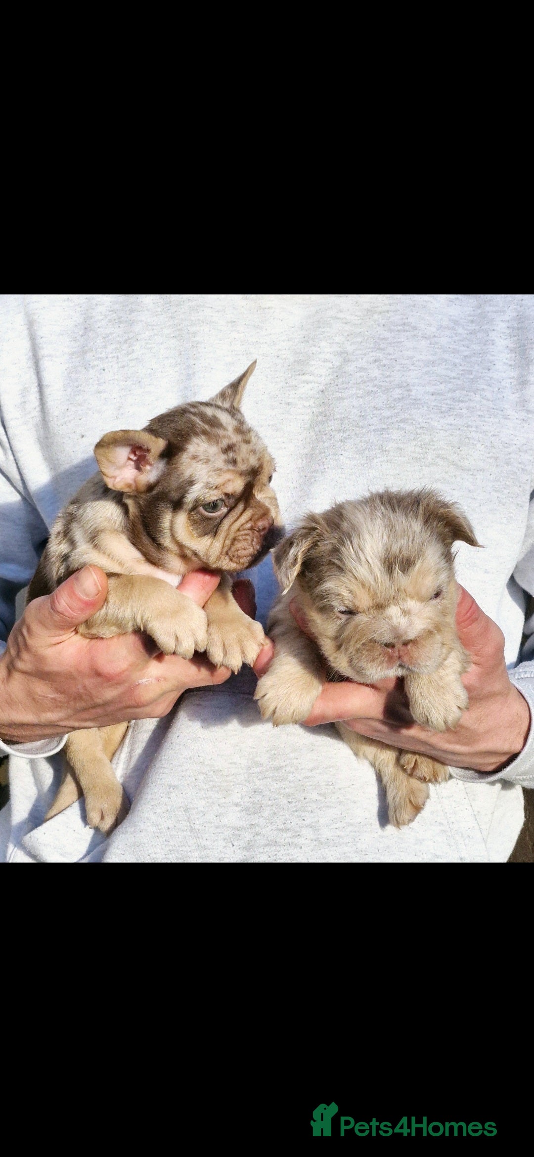 French Bulldog dogs for sale: Stunning puppies from £1500 - Advert 4