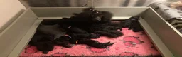 Standard Poodle dogs for sale: Reservation List Open. Standard Poodle Puppies - Advert 24