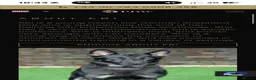 German Shepherd dogs for sale: Elite DDR German Shepherd - World-Class Pedigree  - Advert 8