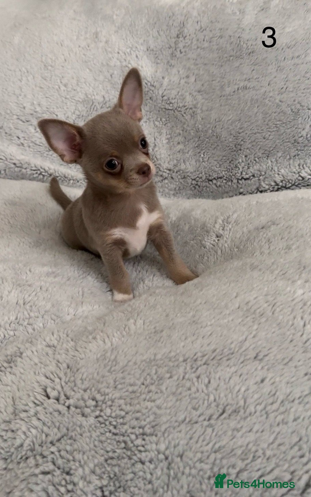 Chihuahua dogs for sale: Beautiful chihuahua pups - Image 9