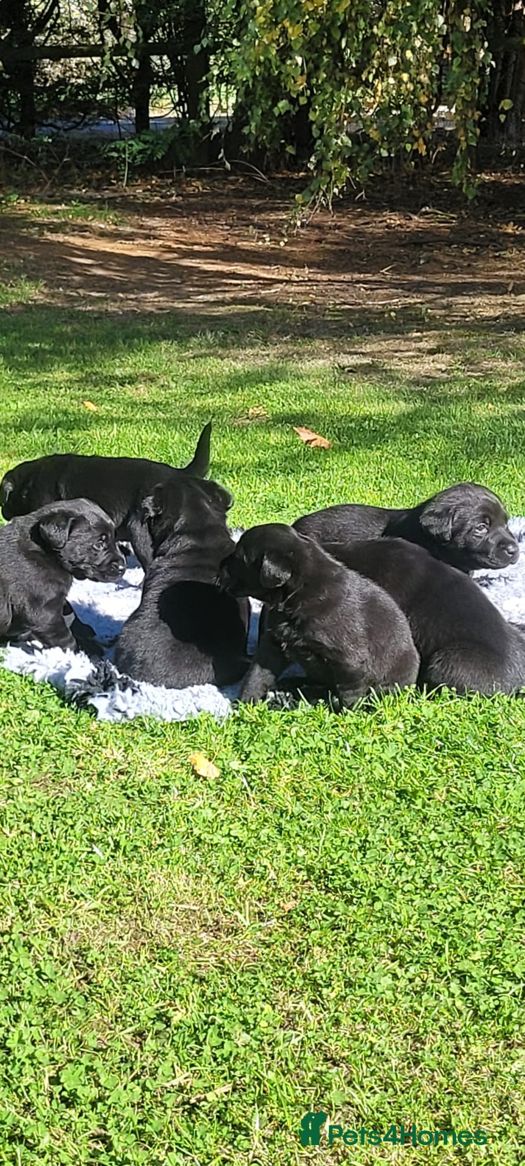 Labrador Retriever dogs for sale: Stunning Black Labrador Puppies - Image 3