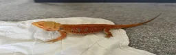 Bearded Dragon reptiles for sale: 2 year old male red hypo blue bars het trans in Southampton - Advert 3