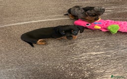 Miniature Dachshund dogs for sale: Pra clear miniature dachshunds - Image 25