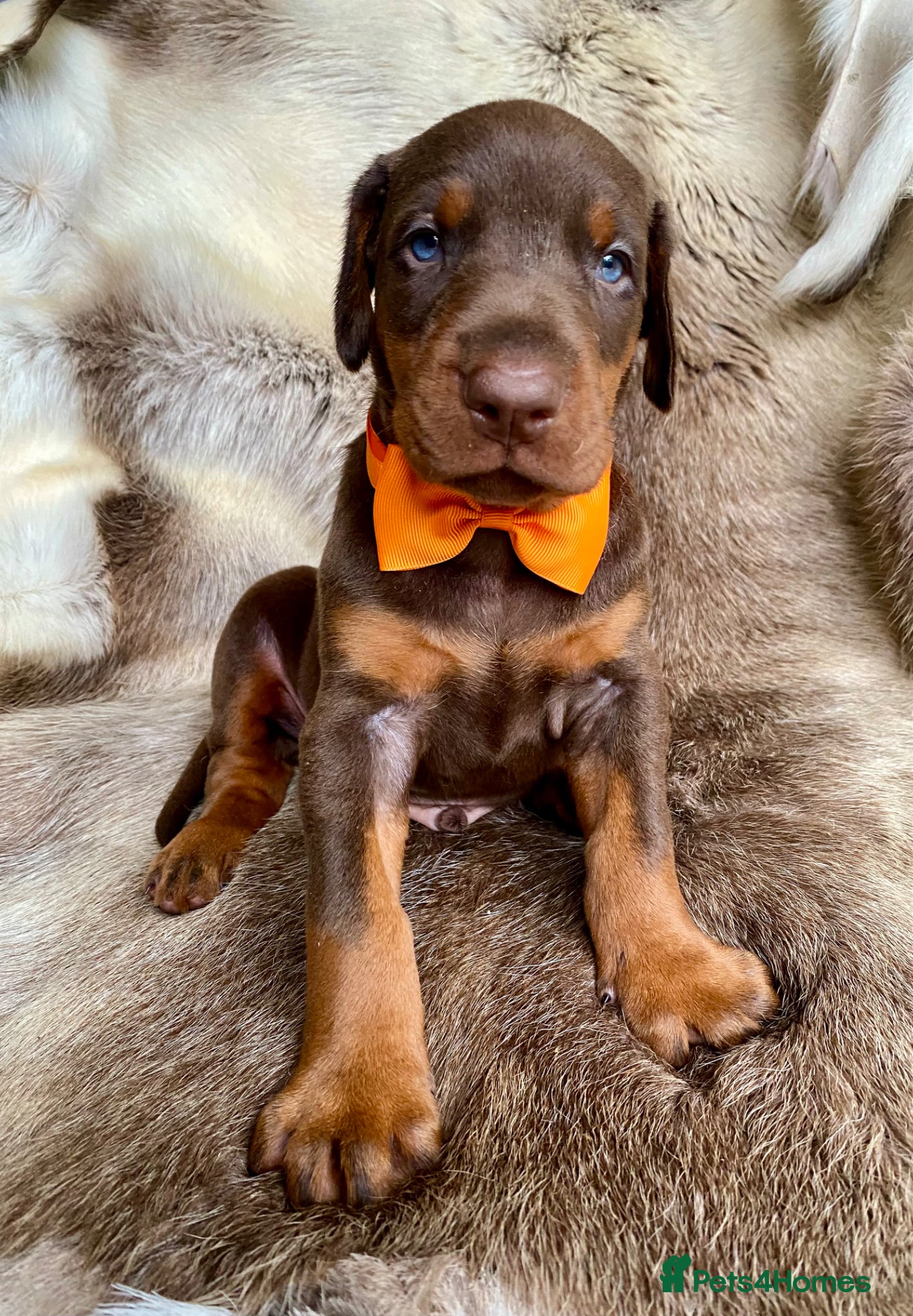 Dobermann dogs for sale: *KC REGISTERED* HEALTH TESTED DOBERMAN PUPPIES - Advert 27