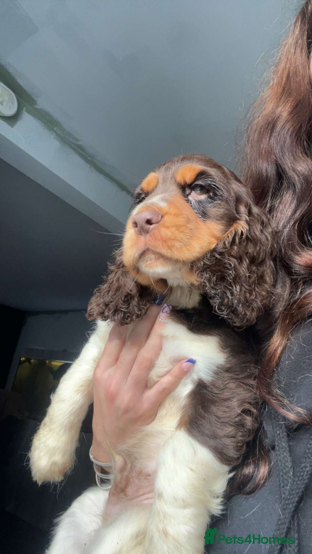 Cocker Spaniel dogs for sale: Chocolate Roan & Tan Cocker Spaniel Puppies - Advert 30
