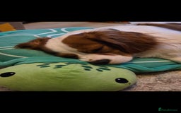 Cavalier King Charles Spaniel dogs for sale: Amazing boy looking for his forever home  - Advert 4