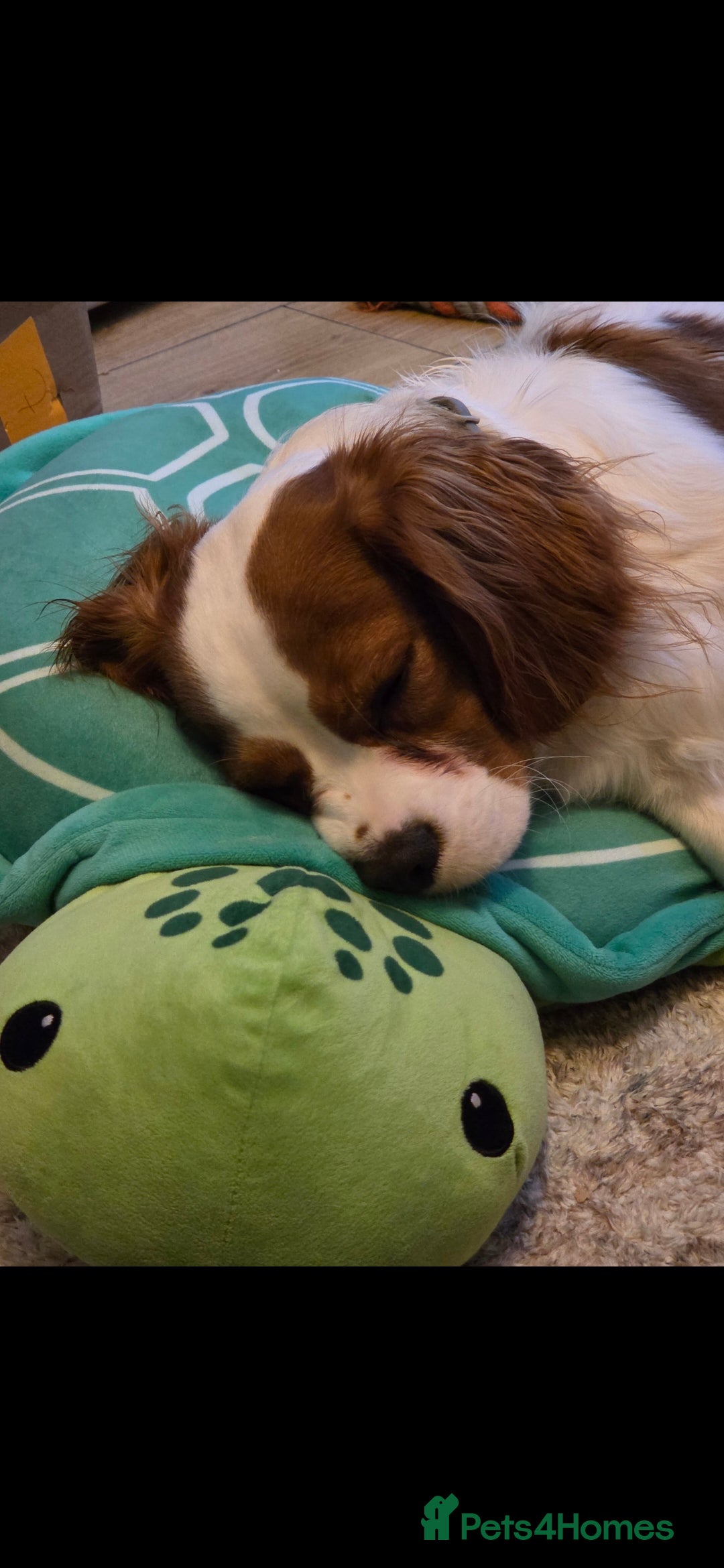 Cavalier King Charles Spaniel dogs for sale: Amazing boy looking for his forever home  - Advert 4