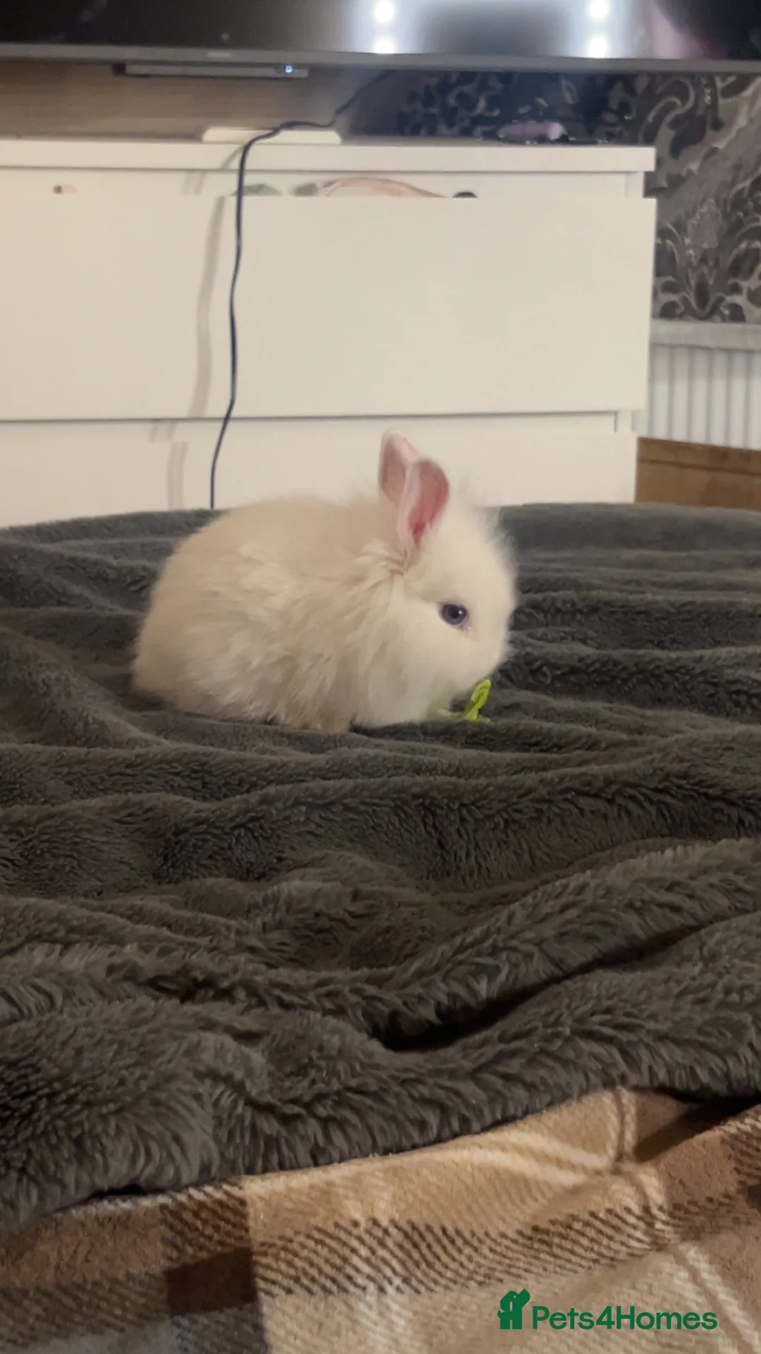 Mixed Breed rabbits for sale: female bunny in need of a home in Coventry - Advert 2