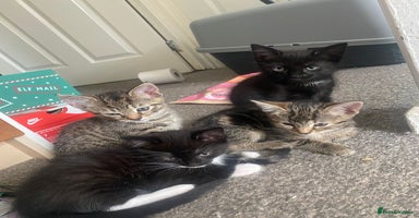 Bengal cats - Advert 4