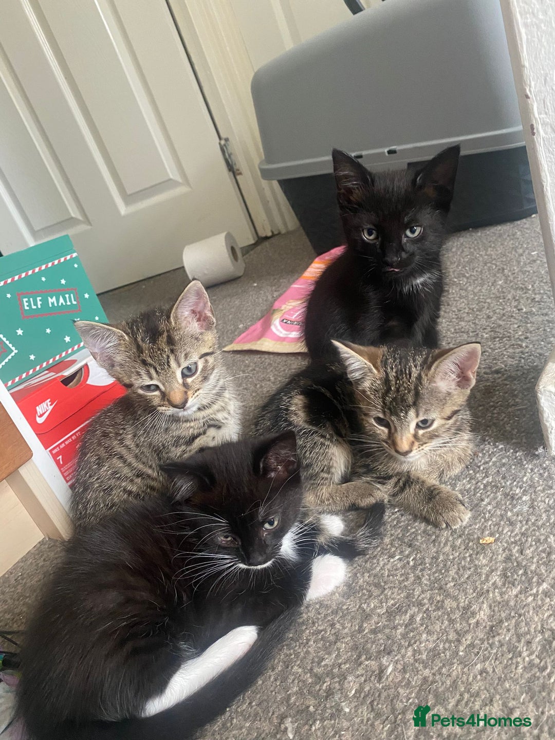 Bengal cats for sale: Bengal mix kittens - Image 2