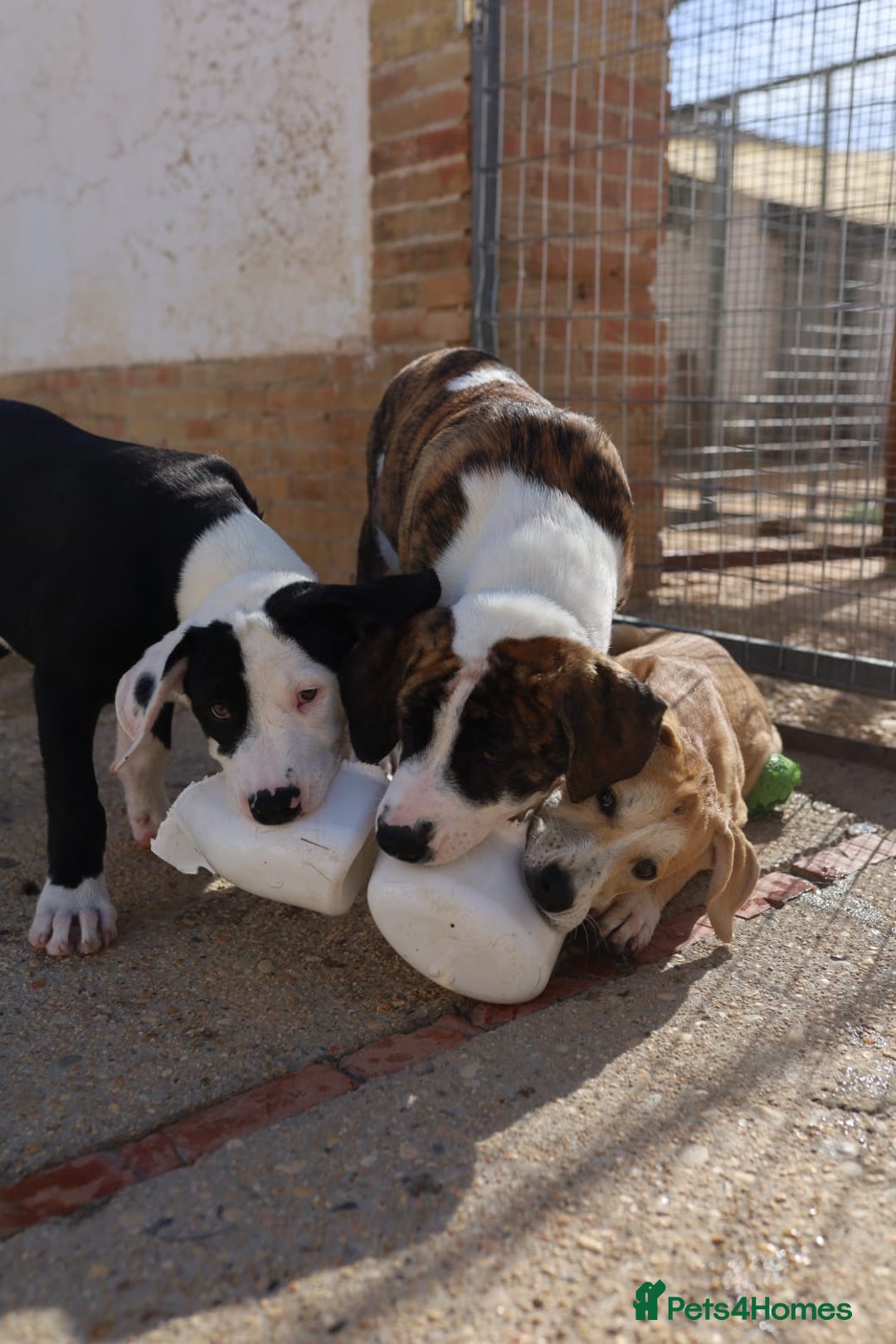 Mixed Breed dogs for adoption: ABANDONED TAN COLOURED PUPPY - Image 7