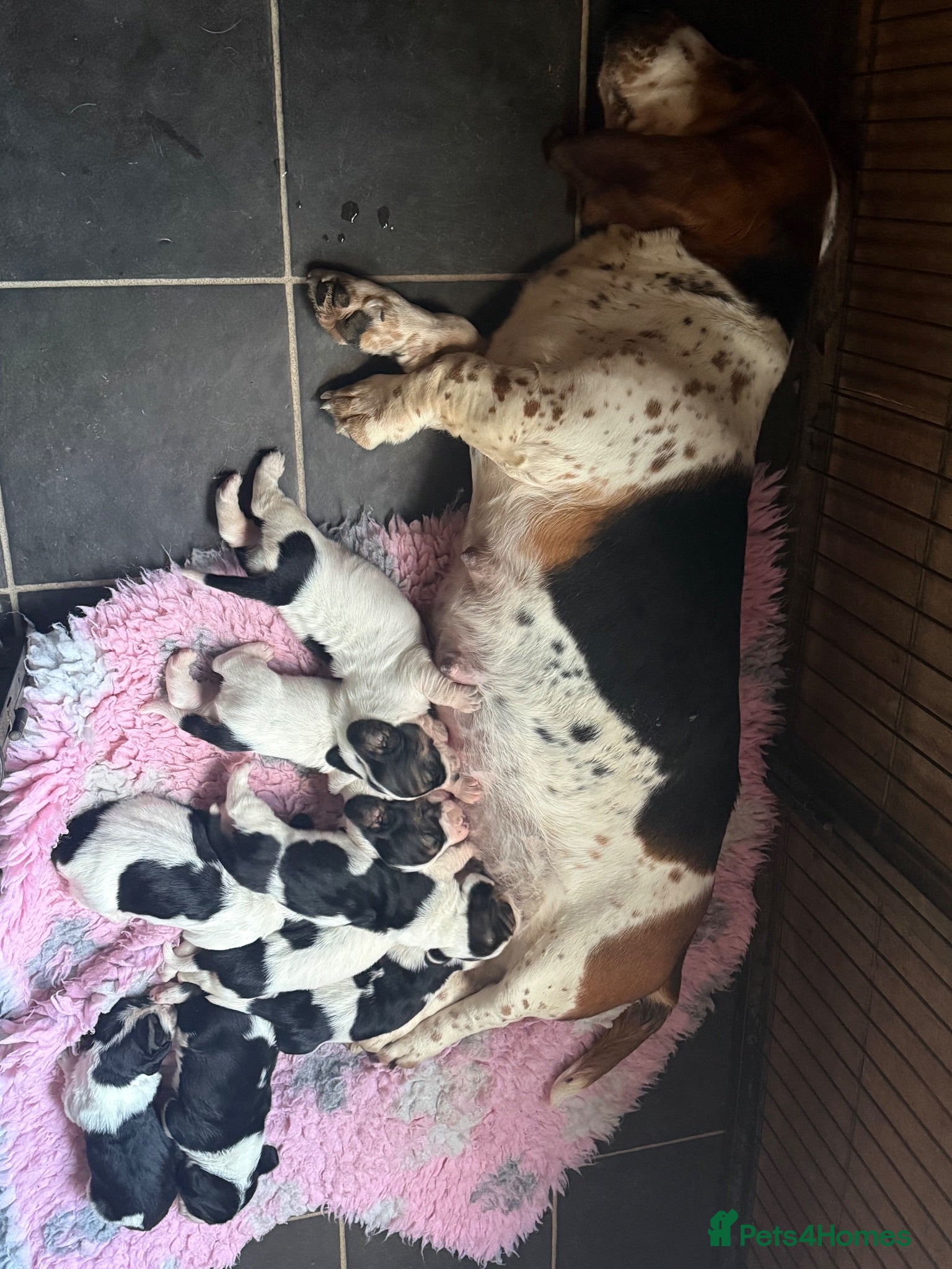 Basset Hound dogs Tri colour Bassethound puppies - Advert 1