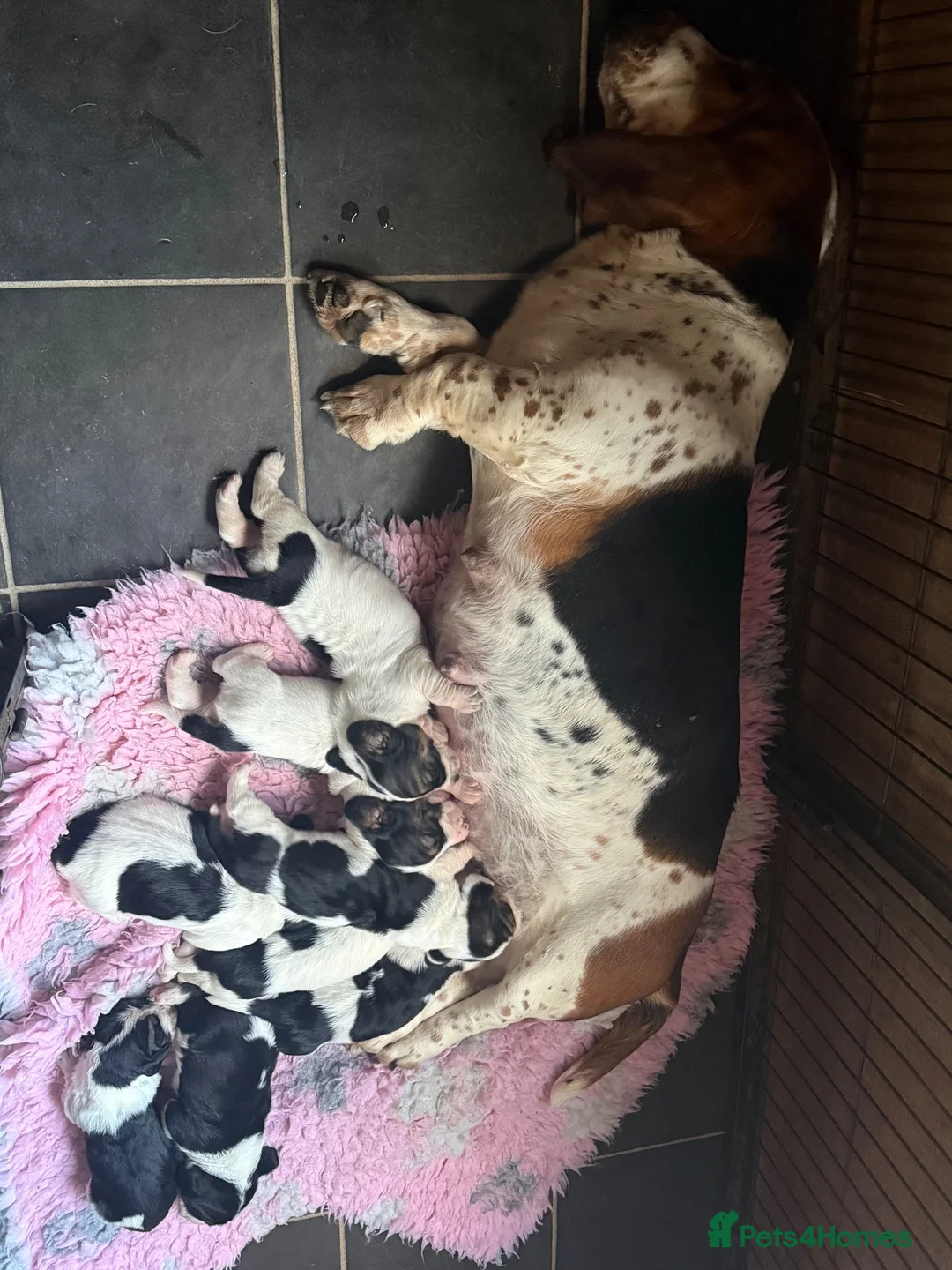 Basset Hound dogs for sale: Tri colour Bassethound puppies - Advert 1