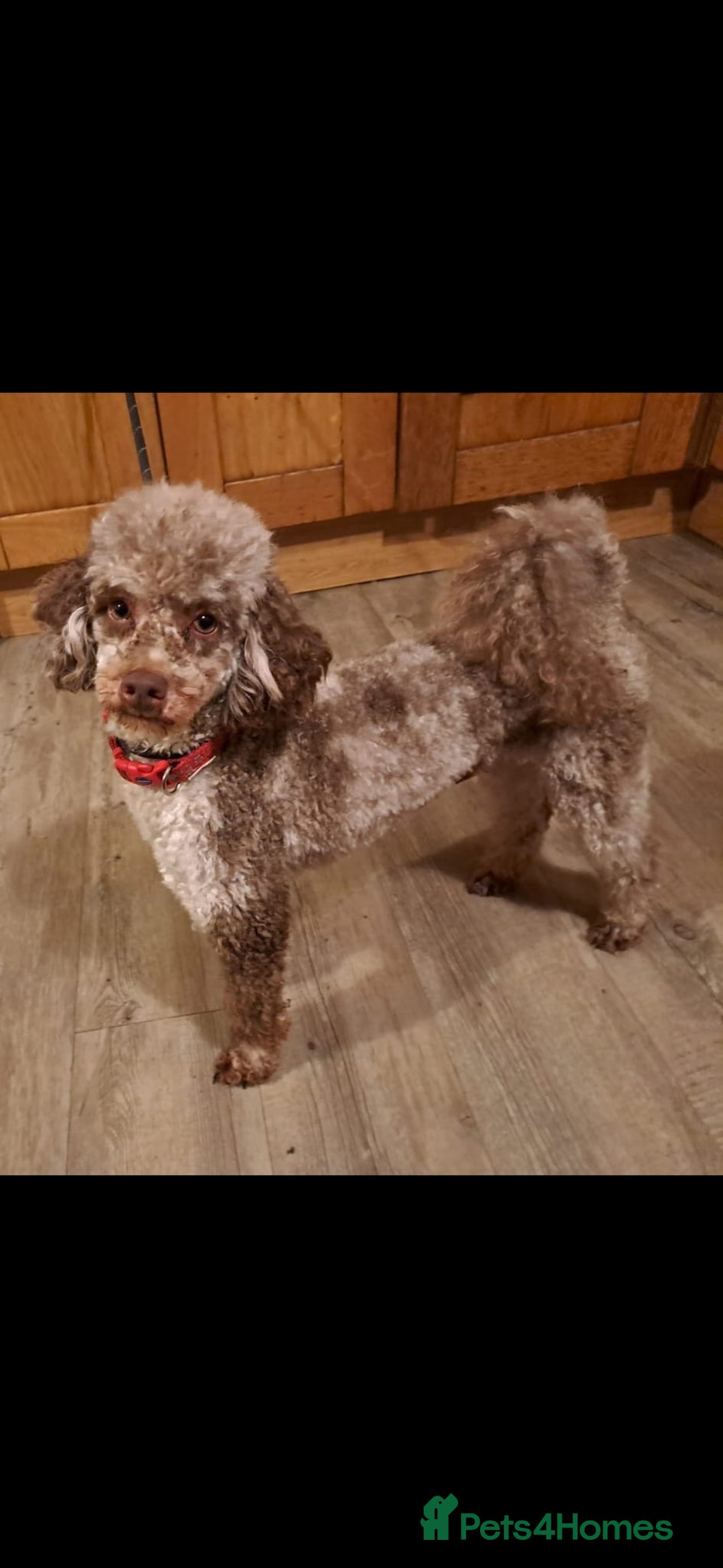 Schnoodle dogs for sale: Schnoodle Puppies - Advert 29