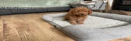 Cockapoo dogs for sale: F2B COCKAPOO PUPPIES  - Advert 7