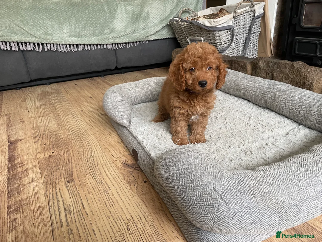 Cockapoo dogs for sale: F2B COCKAPOO PUPPIES  - Advert 7