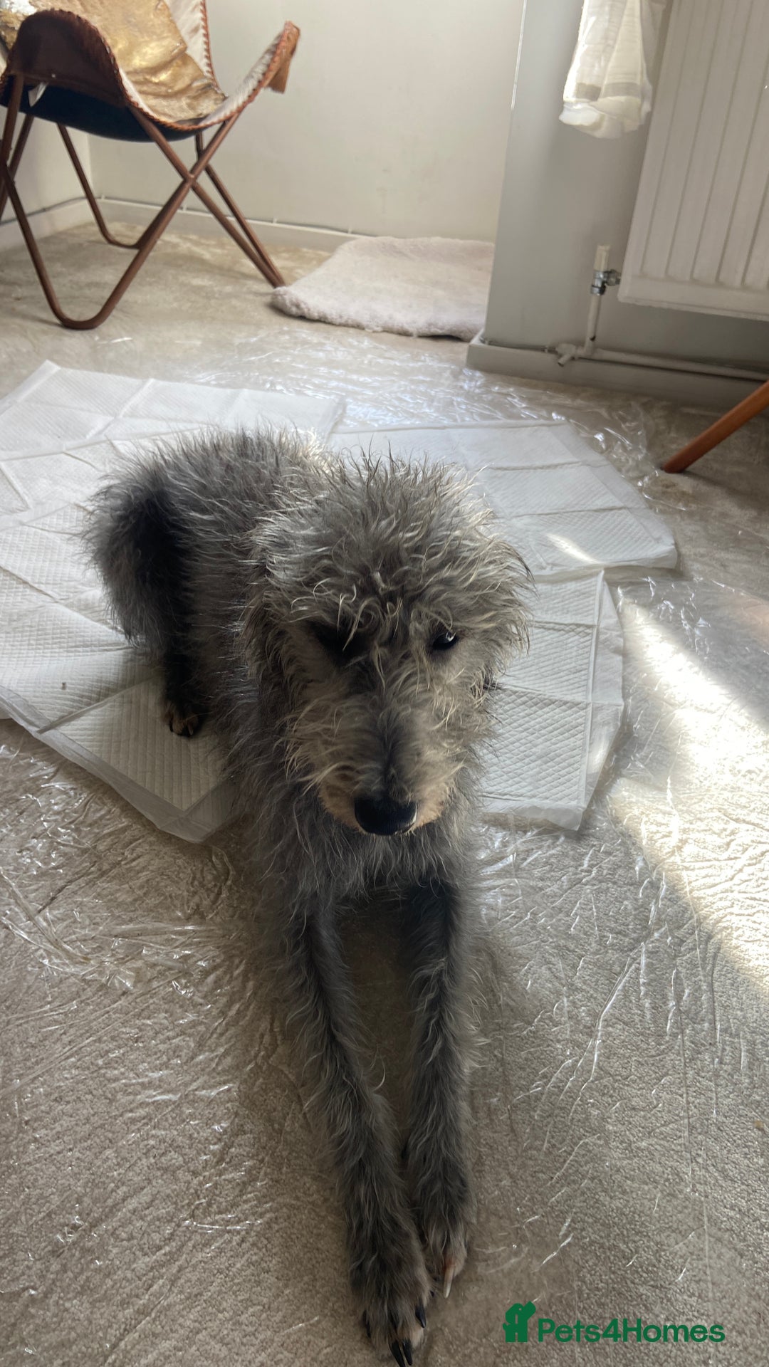 Bedlington Terrier dogs for sale: bedlington cross whippets - Image 10
