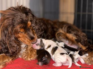 Cocker Spaniel dogs True to type Show Cocker Spaniels - KC reg parents - Advert 5