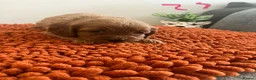 Cavapoo dogs for sale: Red Toy Cavapoo puppies ( health tested) - Advert 5