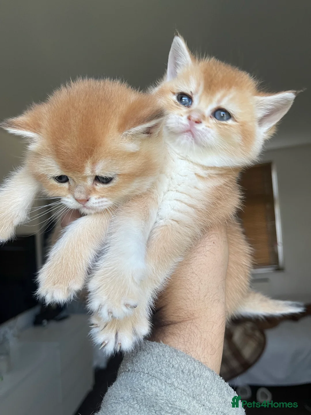 Scottish Fold cats for stud: GOLD CHINCHILLA SCOTTISH STRAIGHT PEDIGREE. STUD in London - Advert 5