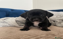 Mixed Breed dogs for sale: Dalmatian X Chiweenie Puppies - Image 4
