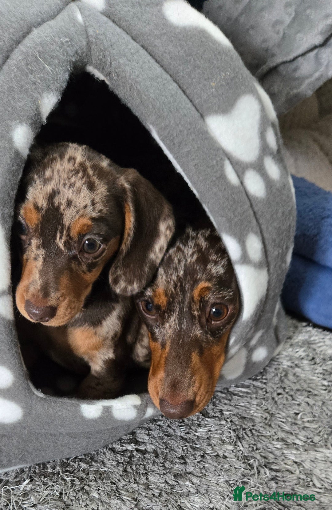 Dachshund dogs for sale: Miniture smooth haired dachshund - Image 15