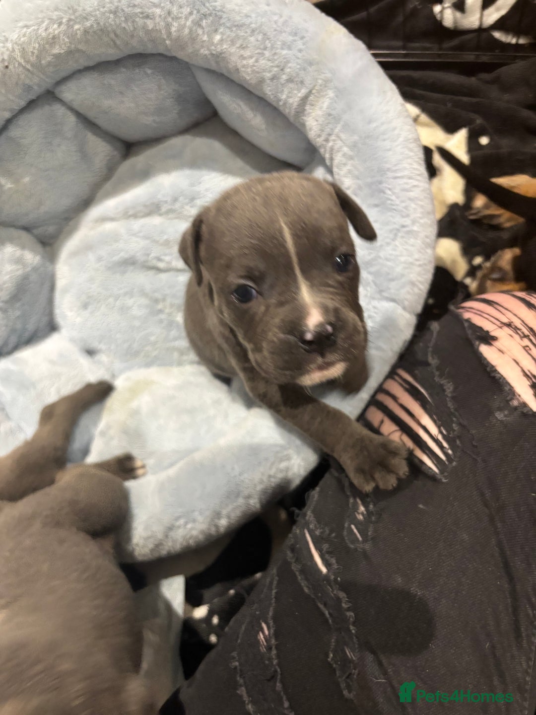 Mixed Breed dogs for sale: canó corso cross british bulldog puppy’s  - Image 12