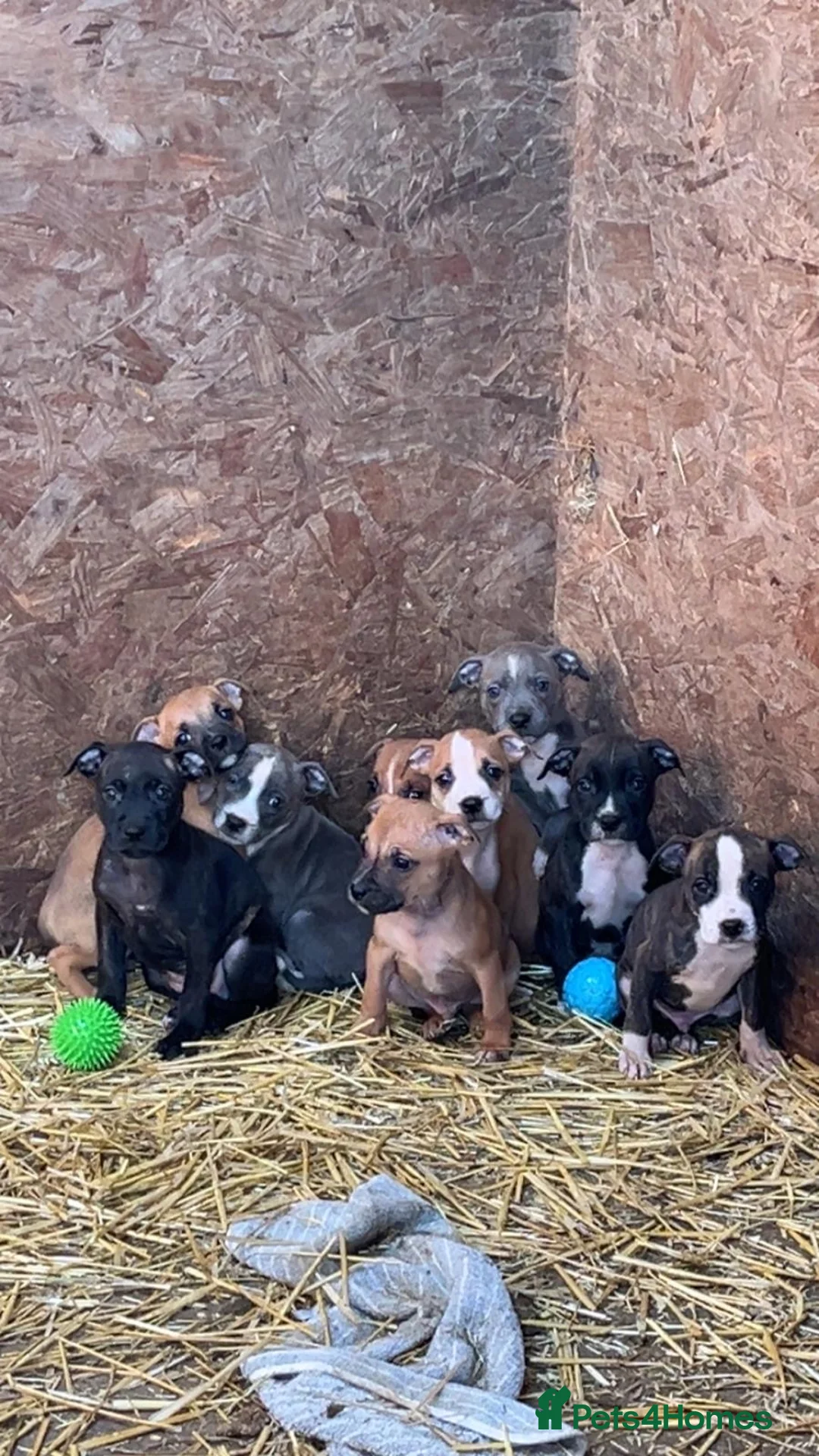 Staffordshire Bull Terrier dogs for sale: Staffordshire bull terrier puppies  - Advert 4
