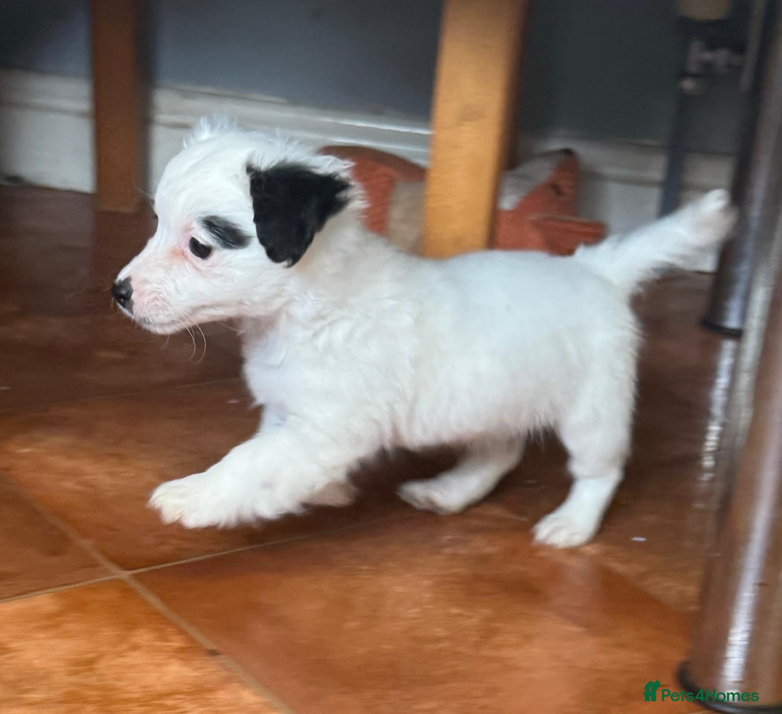 Jack Russell dogs Bred From Health Tested Parents. - Advert 1