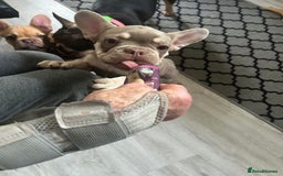 French Bulldog dogs for sale: French Bulldog Puppies in Sowerby Bridge - Image 19