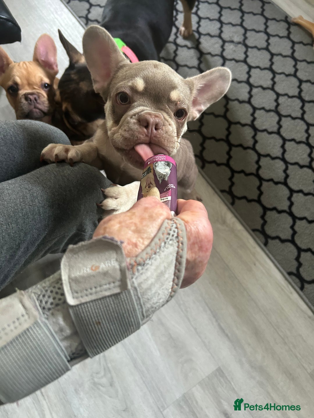 French Bulldog dogs for sale: French Bulldog Puppies in Sowerby Bridge - Image 19