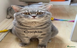 British Shorthair cats for sale: 3 adorable BSH boys looking for forever homes! in London - Image 9