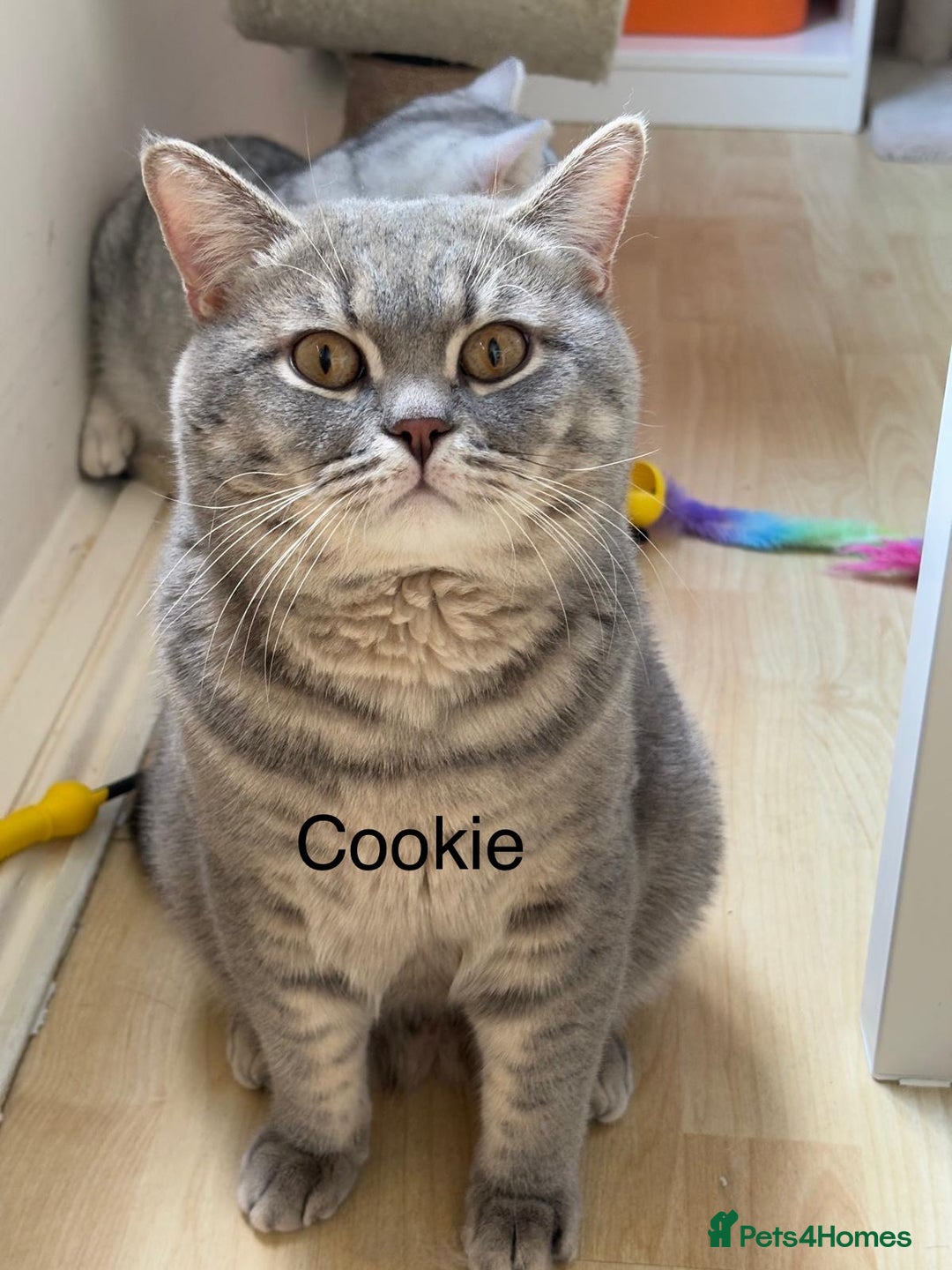 British Shorthair cats for sale: 3 adorable BSH boys looking for forever homes! in London - Image 9
