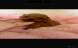 Cavapoo dogs for sale: Top quality F1b toy cavapoos  - Image 10