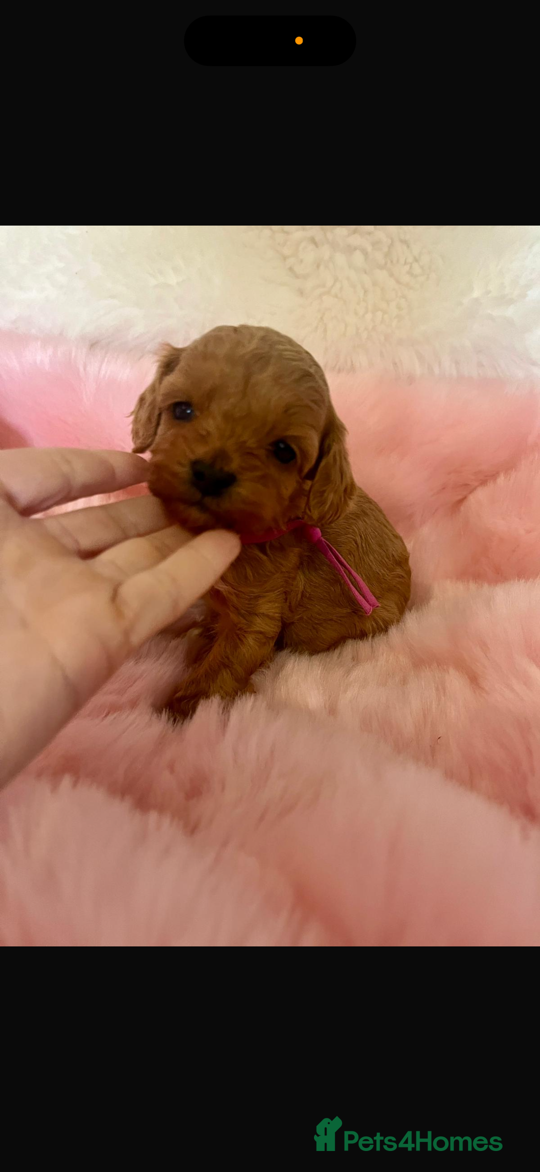 Cavapoo dogs for sale: Top quality F1b toy cavapoos  - Image 10