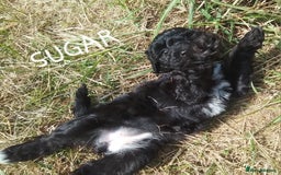 American Cocker Spaniel dogs for sale: SIX SNUGGLE MUFFINS AMERICAN COCKER, TOY POODLE - Image 22