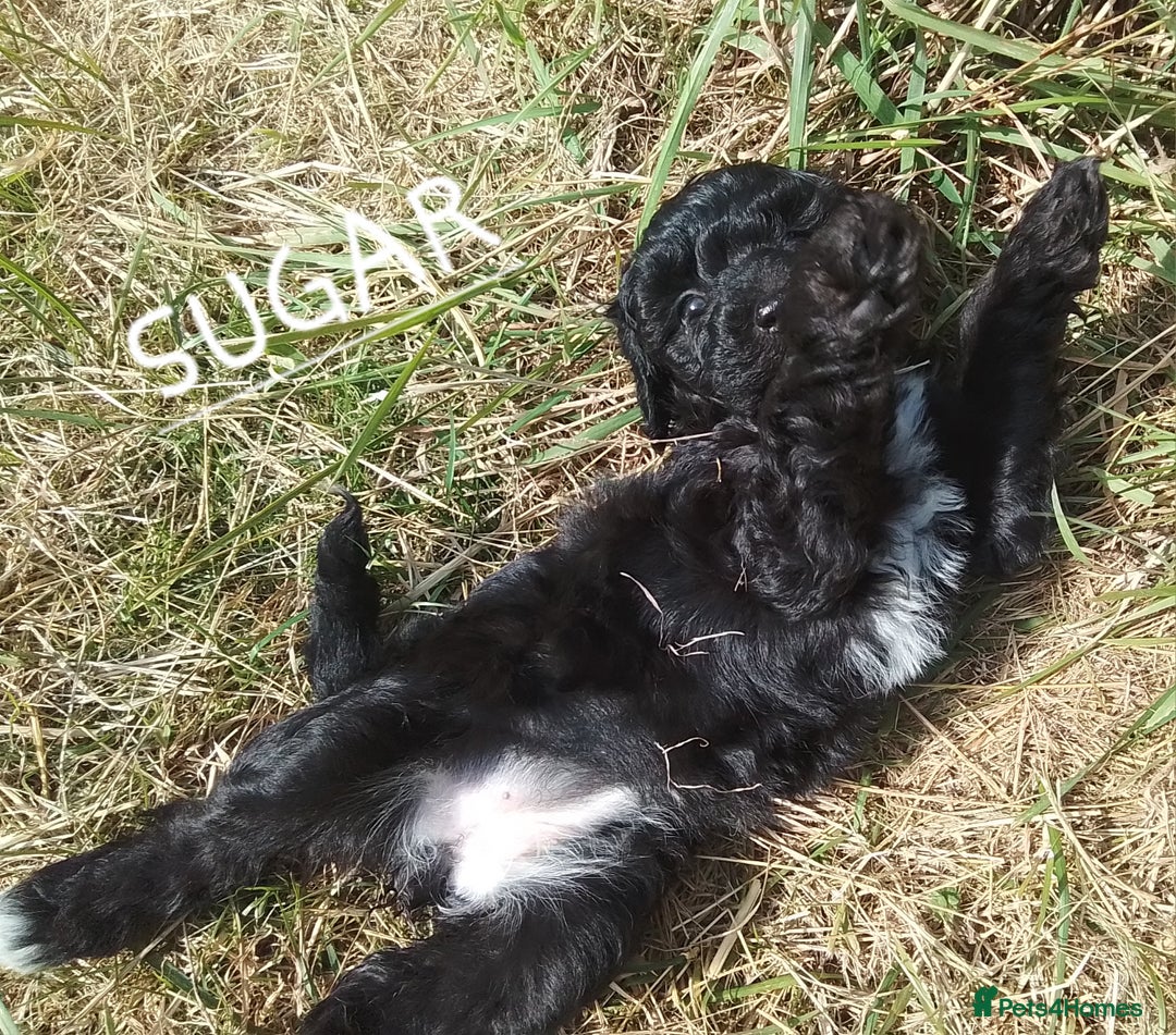 American Cocker Spaniel dogs for sale: SIX SNUGGLE MUFFINS AMERICAN COCKER, TOY POODLE - Image 22