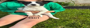 Border Collie 6