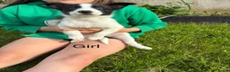 Border Collie dogs for sale: Beautiful Border Collie Puppies in Llanwrda - Advert 4