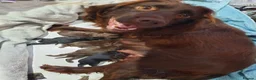 Cocker Spaniel dogs for sale: kc reg working cocker spaniel puppies - Advert 5