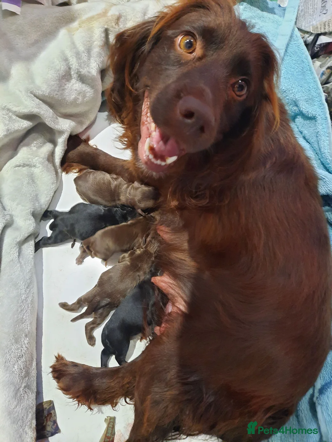 Cocker Spaniel dogs for sale: kc reg working cocker spaniel puppies - Advert 5