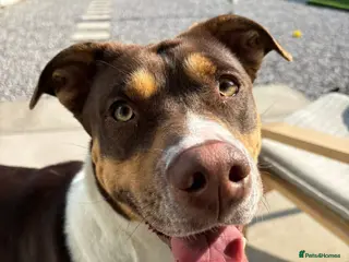 Mixed Breed dogs 3 year old Nala looking for a new loving home - Advert 1