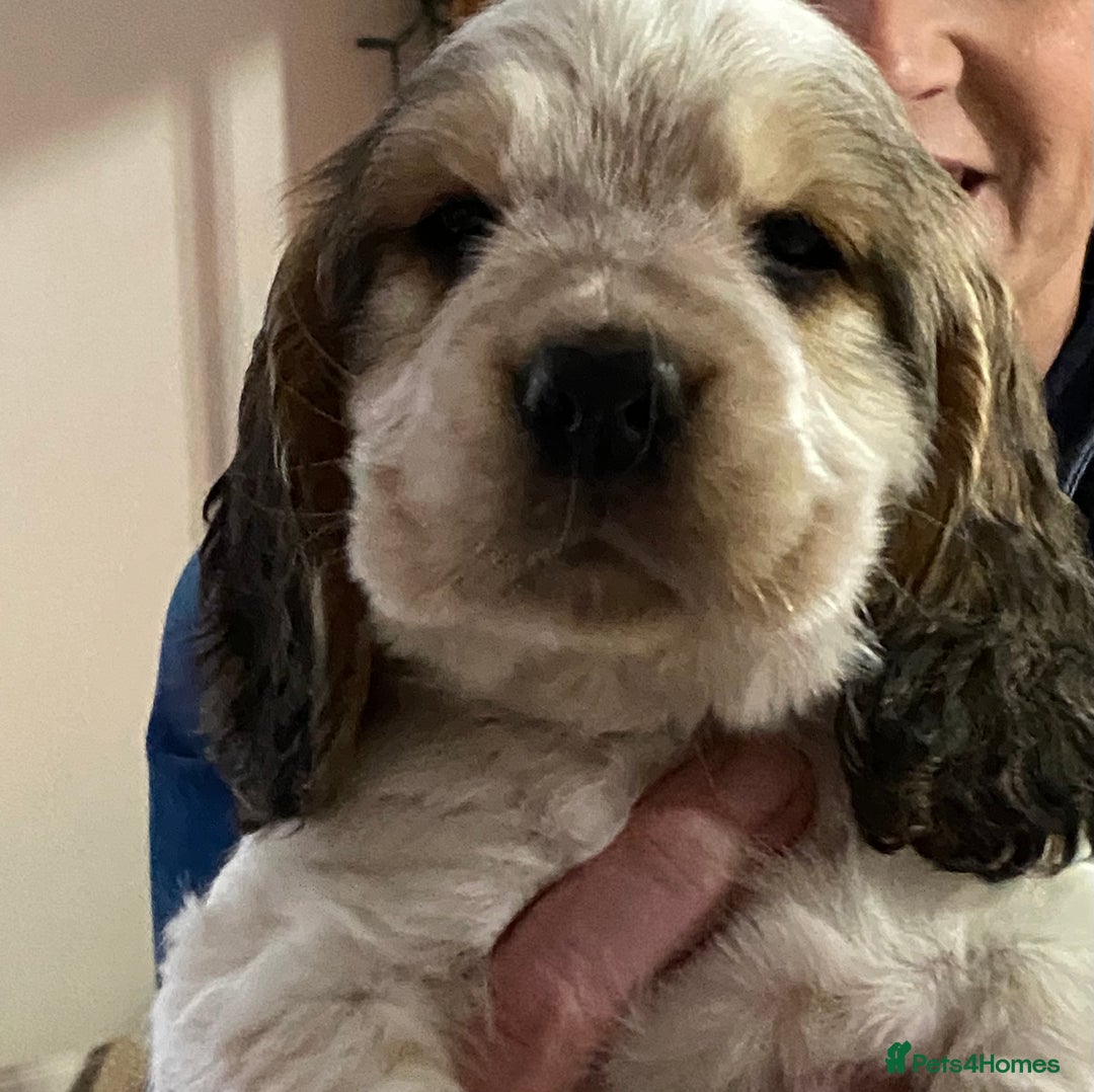 Cocker Spaniel dogs for sale: SHOW cocker spaniel puppies  - Image 18