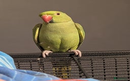 Ringnecks birds for sale: Indian ringneck - Image 2