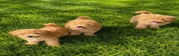 Mixed Breed dogs for sale: Fun little poodle pups - Advert 2