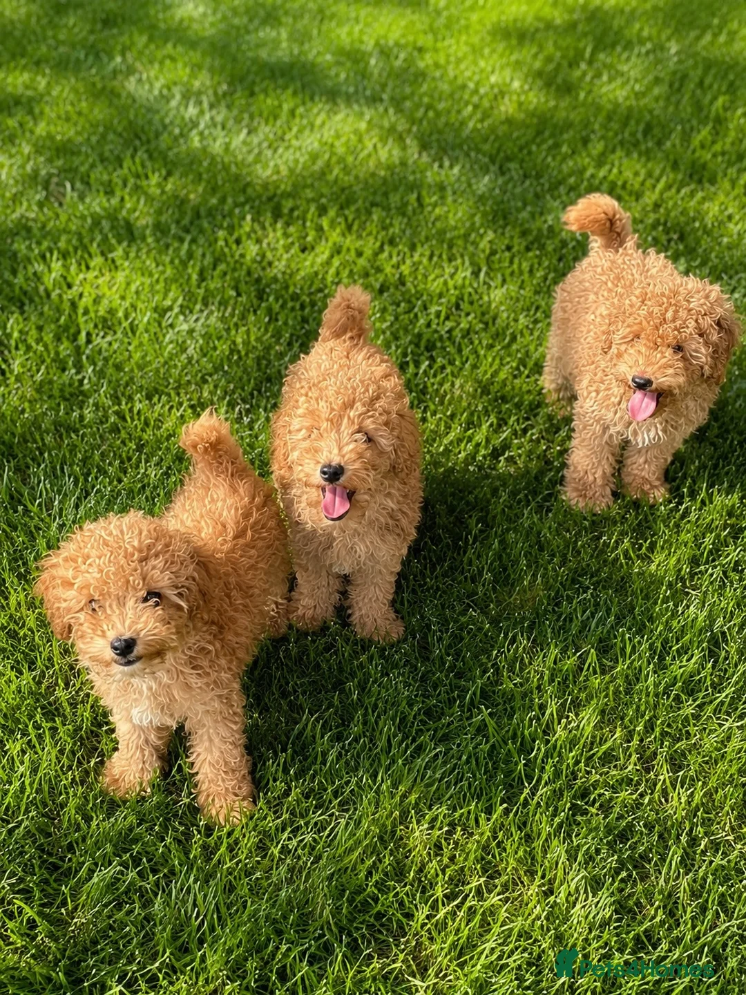 Mixed Breed dogs for sale: Fun little poodle pups - Advert 2
