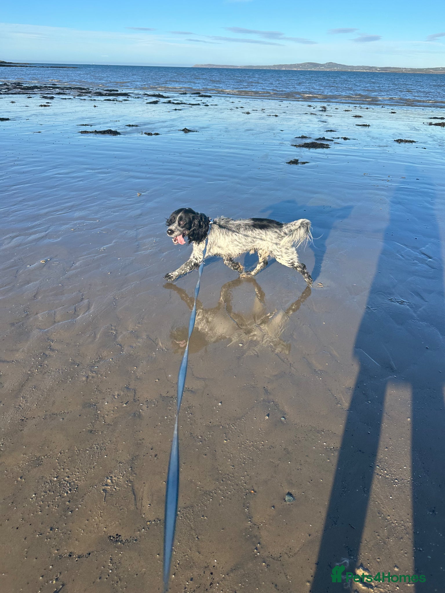 English Springer Spaniel dogs Eddie - Advert 2