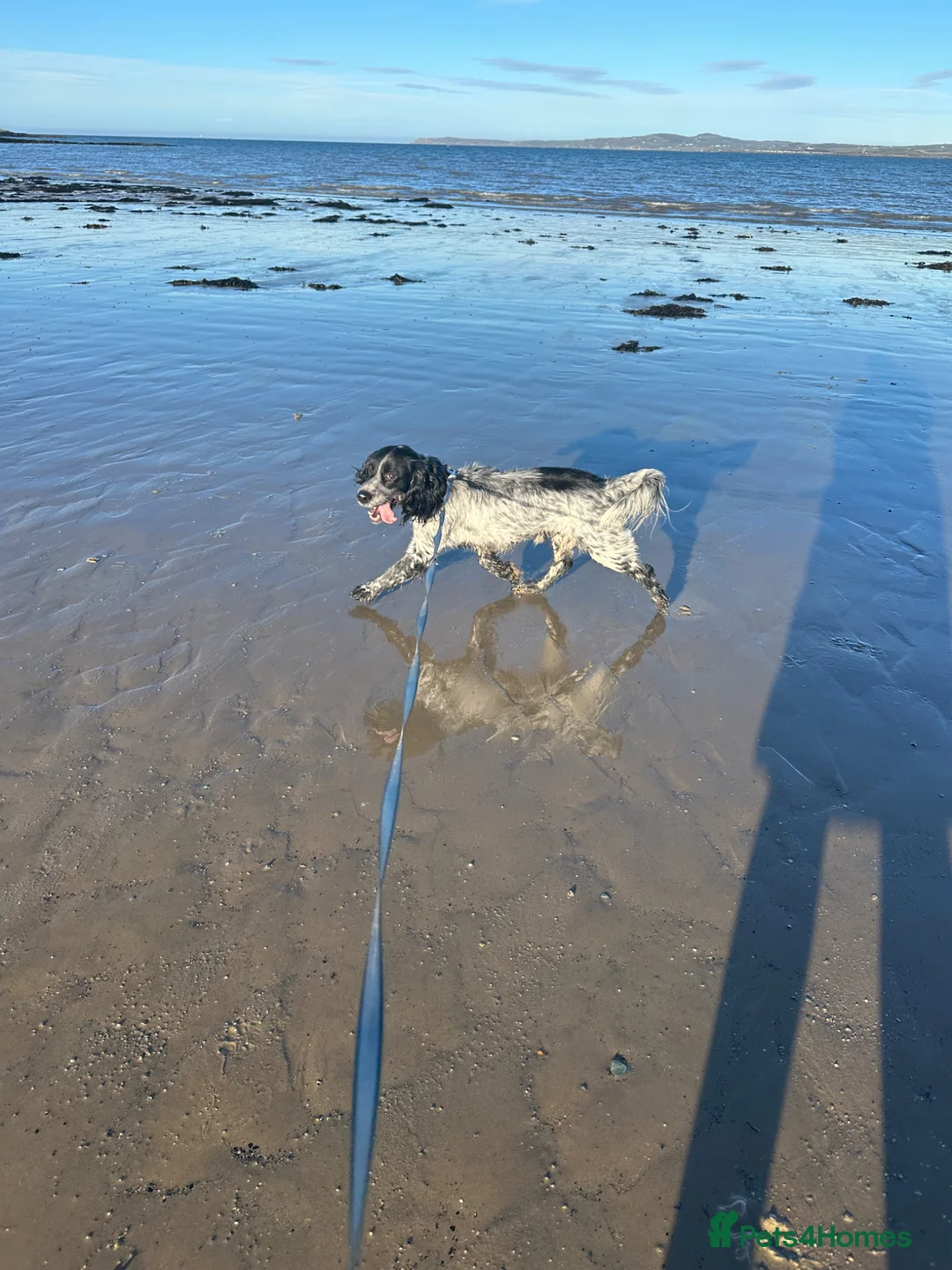 English Springer Spaniel dogs for sale: Eddie in Holyhead - Advert 1